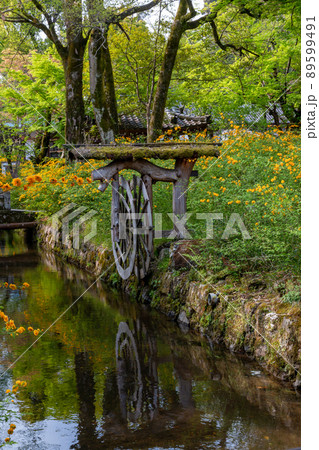 松尾大社　山吹満開 89599491