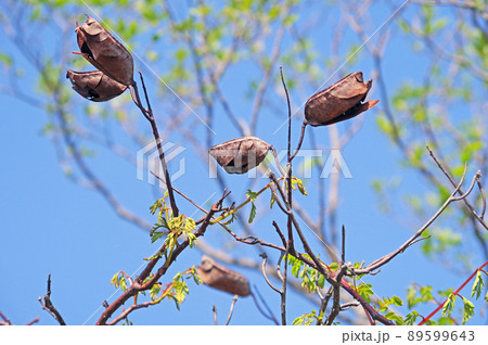 山野や河原に自生するジャケツイバラの茶色い実と新芽 89599643