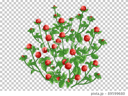 蛇草莓插圖素材 89599680