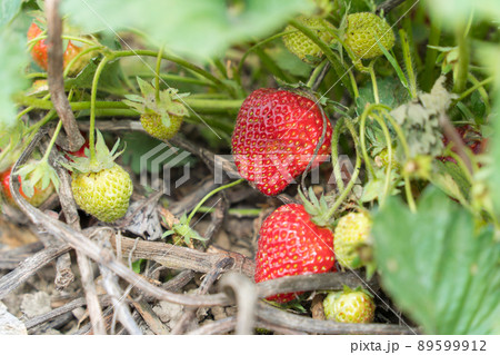 畑のいちご　イチゴ　苺 89599912