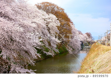桜 サクラ さくら 霞城公園 桜 サクラ さくら 霞城公園 89599970