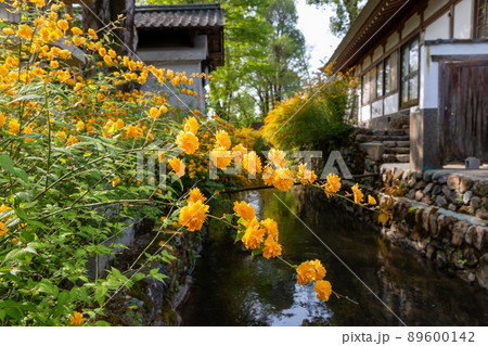 松尾大社 山吹満開 松尾大社 山吹満開 89600142