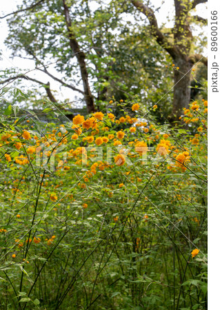 松尾大社　山吹満開 89600166