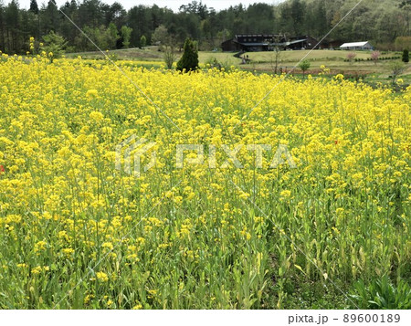 新潟県 阿賀町 芦沢高原ハーバルパーク 新潟県 阿賀町 芦沢高原ハーバルパーク 89600189