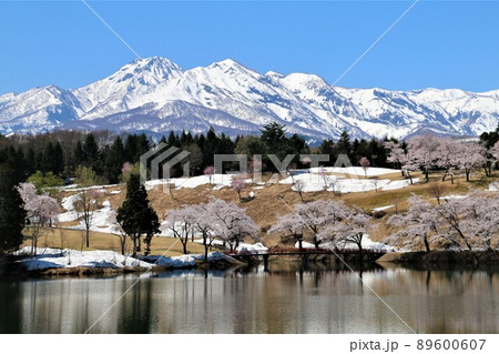 雪化粧の妙高の山々と松が峰のさくら 89600607
