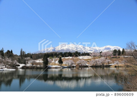 雪化粧の妙高の山々と松が峰のさくら 89600609