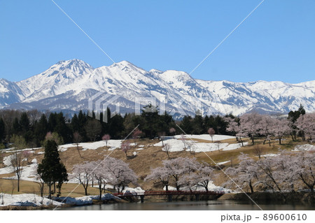 雪化粧の妙高の山々と松が峰のさくら 雪化粧の妙高の山々と松が峰のさくら 89600610