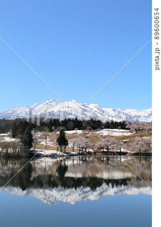 雪化粧の妙高の山々と松が峰のさくら 雪化粧の妙高の山々と松が峰のさくら 89600654