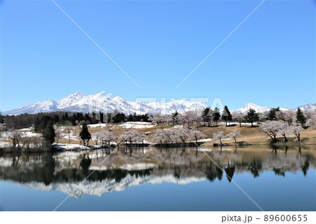 雪化粧の妙高の山々と松が峰のさくら 雪化粧の妙高の山々と松が峰のさくら 89600655
