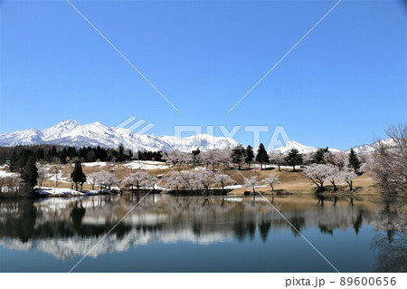 雪化粧の妙高の山々と松が峰のさくら 雪化粧の妙高の山々と松が峰のさくら 89600656