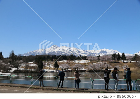 雪化粧の妙高の山々と松が峰のさくら 89600657