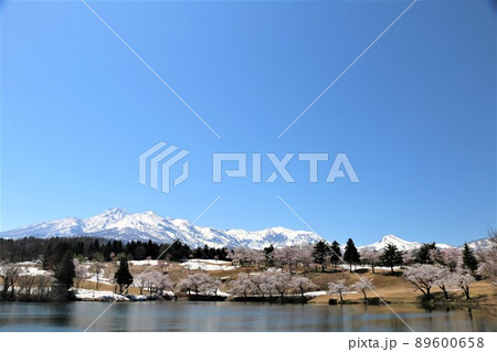 雪化粧の妙高の山々と松が峰のさくら 89600658