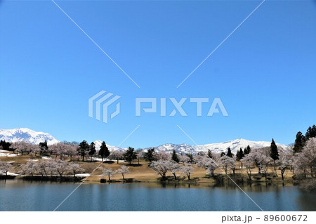 雪化粧の妙高の山々と松が峰のさくら 89600672