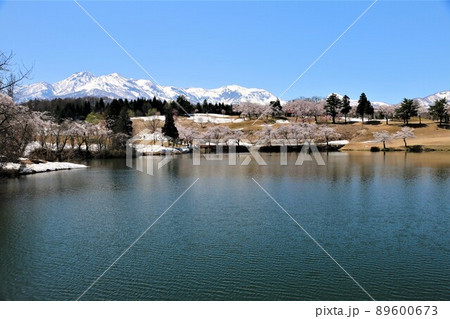 雪化粧の妙高の山々と松が峰のさくら 雪化粧の妙高の山々と松が峰のさくら 89600673