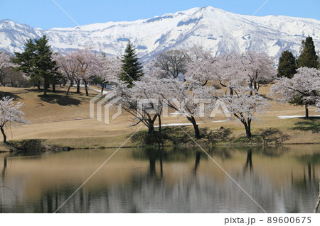 雪化粧の妙高の山々と松が峰のさくら 雪化粧の妙高の山々と松が峰のさくら 89600675