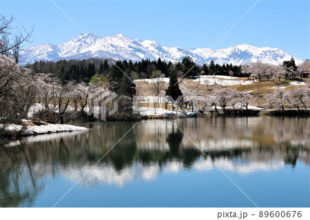 雪化粧の妙高の山々と松が峰のさくら 雪化粧の妙高の山々と松が峰のさくら 89600676