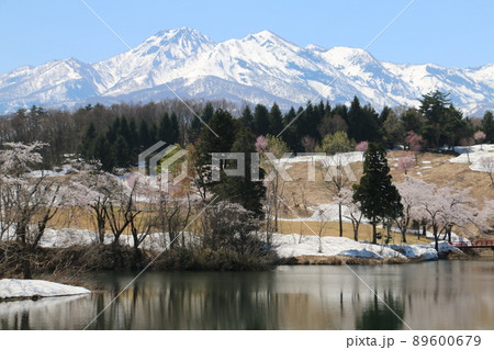 雪化粧の妙高の山々と松が峰のさくら 雪化粧の妙高の山々と松が峰のさくら 89600679