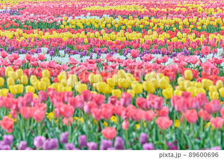 あけぼの山公園春 チューリップ あけぼの山公園春 チューリップ 89600696