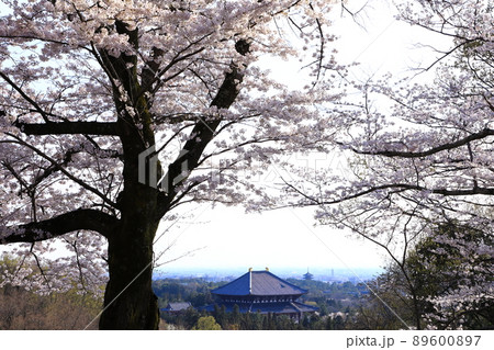 奈良奥山ドライブウェイから見た満開の桜と東大寺大仏殿 奈良奥山ドライブウェイから見た満開の桜と東大寺大仏殿 89600897