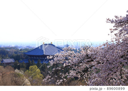 奈良奥山ドライブウェイから見た満開の桜と東大寺大仏殿 89600899