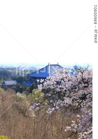 奈良奥山ドライブウェイから見た満開の桜と東大寺大仏殿 89600901