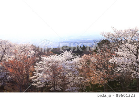 若草山山頂　満開の桜と奈良市街眺望 89601223