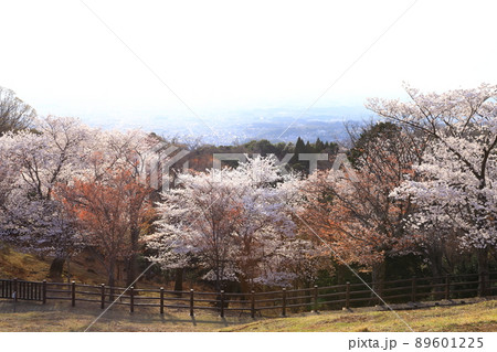 若草山山頂　満開の桜と奈良市街眺望 89601225
