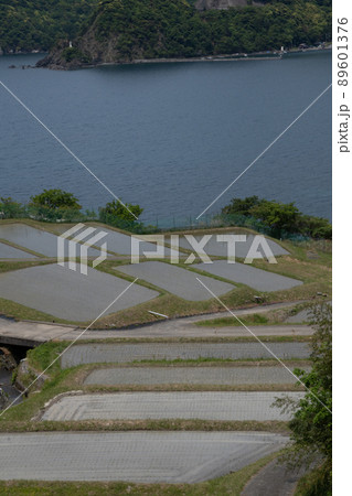 棚田の田植え後の風景 棚田の田植え後の風景 89601376