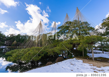 兼六園の唐崎松 兼六園の唐崎松 89601396