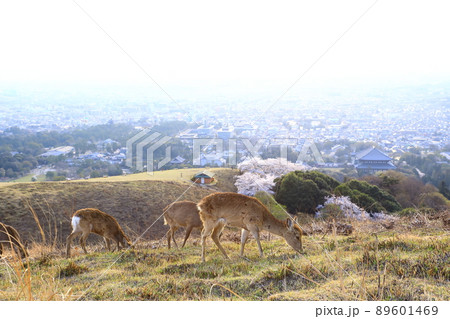 若草山山頂　満開の桜と鹿 89601469