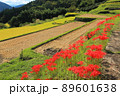 棚田に咲く彼岸花 89601638