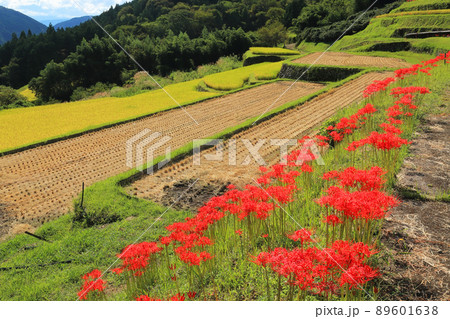 棚田に咲く彼岸花 89601638