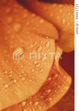 Water drops on Ranunculus petals. Orange flower abstract floral background, selective focus. Macro flower photo 89601714