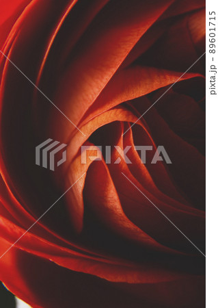 Ranunculus orange flowers abstract floral background, selective focus. Macro flower photo Ranunculus orange flowers abstract floral background, selective focus. Macro flower photo 89601715