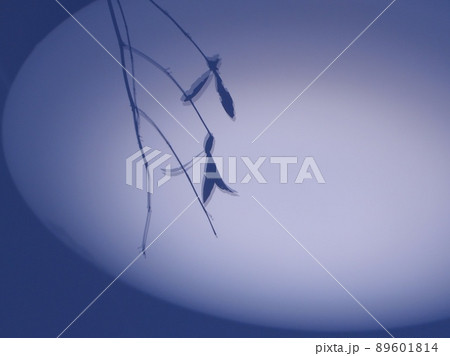 影(ツクバネ） 89601814