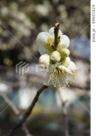 梅の花 梅の花 89601829