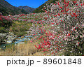 花桃の里 89601848