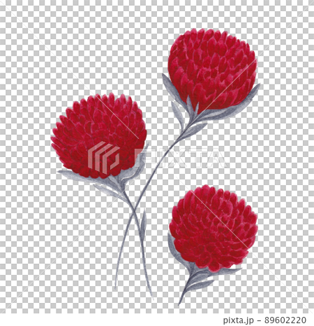 Isolated floral design element. Hand drawn watercolor painting three bright red flowers with gray leaves on white background. Isolated floral design element. Hand drawn watercolor painting three bright red flowers with gray leaves on white background. 89602220