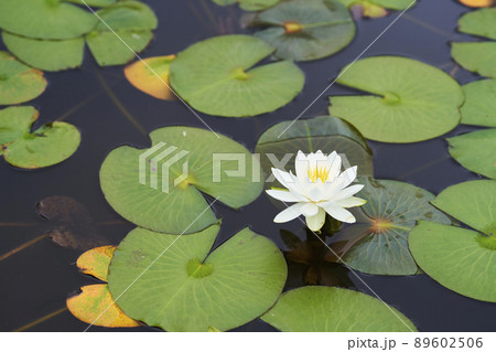 池に咲く満開の白いスイレンの花 池に咲く満開の白いスイレンの花 89602506