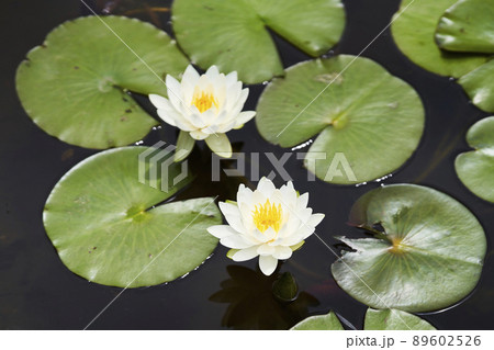 池に咲く満開の白いスイレンの花 池に咲く満開の白いスイレンの花 89602526
