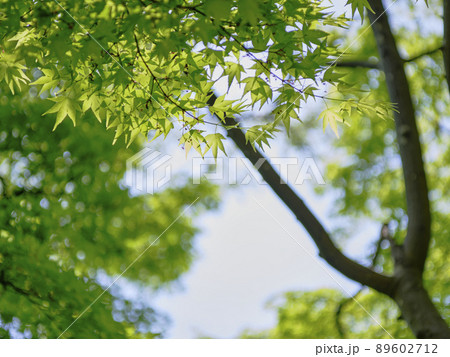 風景素材 春陽に映える鮮やかなもみじの若葉 風景素材 春陽に映える鮮やかなもみじの若葉 89602712