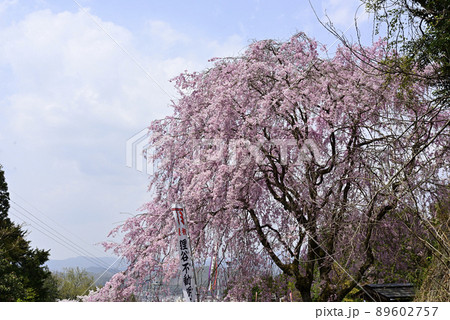 狸谷山不動院 ベニシダレザクラ 狸谷山不動院 ベニシダレザクラ 89602757
