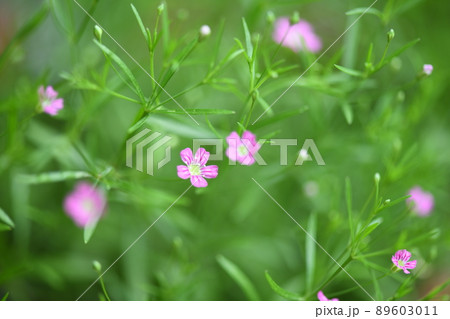 ピンクのカスミソウ(ナデシコ科) ピンクのカスミソウ(ナデシコ科) 89603011