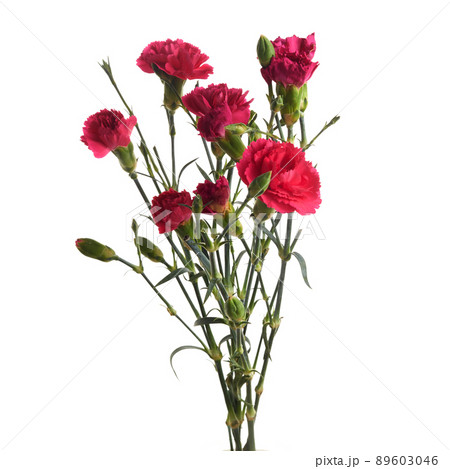 Branch pink carnation flowers isolated on white background 89603046