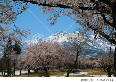 雪化粧の妙高の山々と松が峰のさくら 89603433