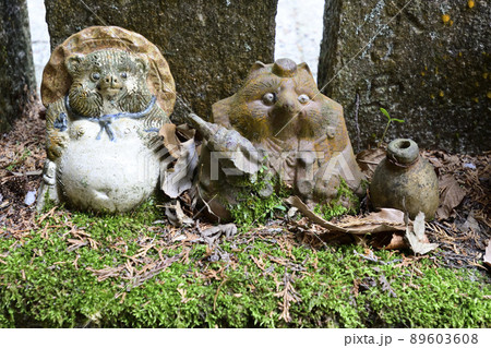 狸谷山不動院　狸 89603608