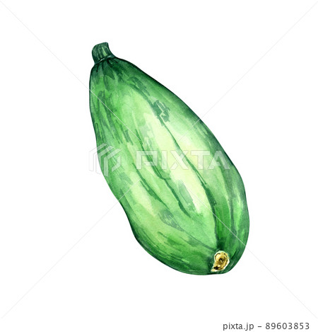Green squash watercolor illustration on white background 89603853