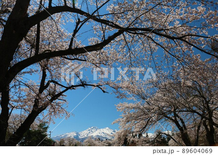 雪化粧の妙高の山々と松が峰のさくら 89604069