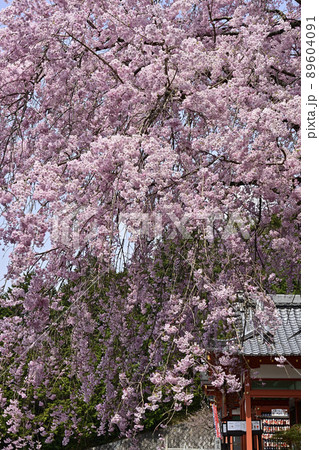狸谷山不動院 交通安全自動車祈祷殿と紅枝垂れ桜 狸谷山不動院 交通安全自動車祈祷殿と紅枝垂れ桜 89604091