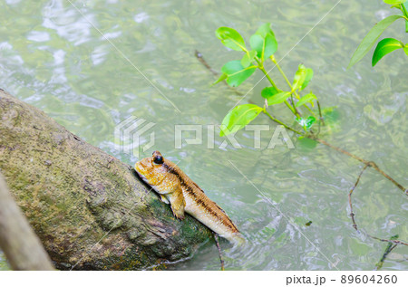 Muskipper Amphibious fish in mangrove forest.Thailand 89604260